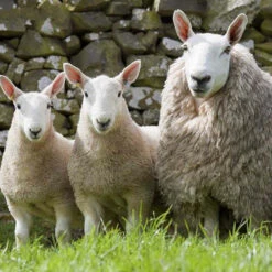 Cheviot Top Bump -Clover Sales FA 610b 13022.1696518022