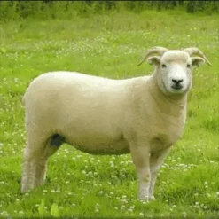 2022 Conservation Breed Fiber Bundle 7 2022 Conservation Breed Fiber Bundle -Clover Sales FA 738 30681.1689953859