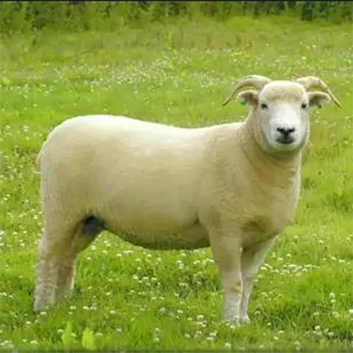 2022 Conservation Breed Fiber Bundle 3 2022 Conservation Breed Fiber Bundle - Image 3