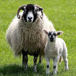 2023 Conservation Breed Fiber Bundle 8 2023 Conservation Breed Fiber Bundle -Clover Sales FA SWALEb 83953.1696868511