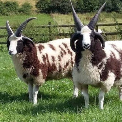 2023 Conservation Breed Fiber Bundle 9 2023 Conservation Breed Fiber Bundle -Clover Sales Jacob Sheep 68969.1696868494