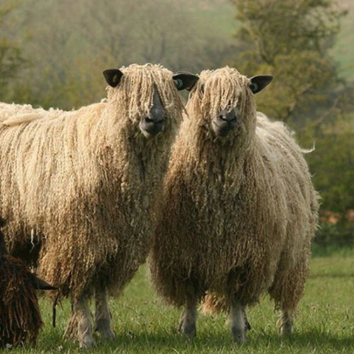 2023 Conservation Breed Fiber Bundle 2 2023 Conservation Breed Fiber Bundle - Image 2