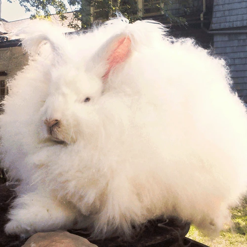 Angora Rabbit Top 2 Angora Rabbit Top - Image 2