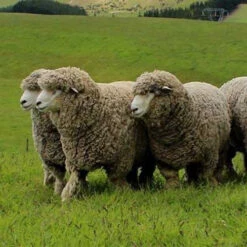 Corriedale Wool Felting Sample Pack -Clover Sales corriedale 2 30436.1699028086