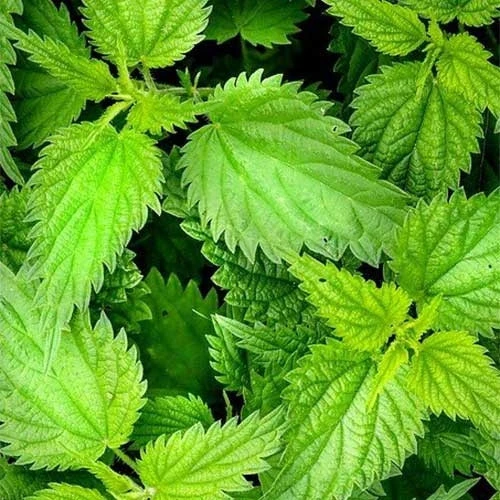 Giant Himalayan Stinging Nettle Top 2 Giant Himalayan Stinging Nettle Top - Image 2