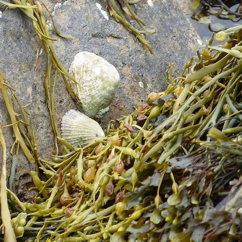 Seacell Top 2 Seacell Top - Image 2