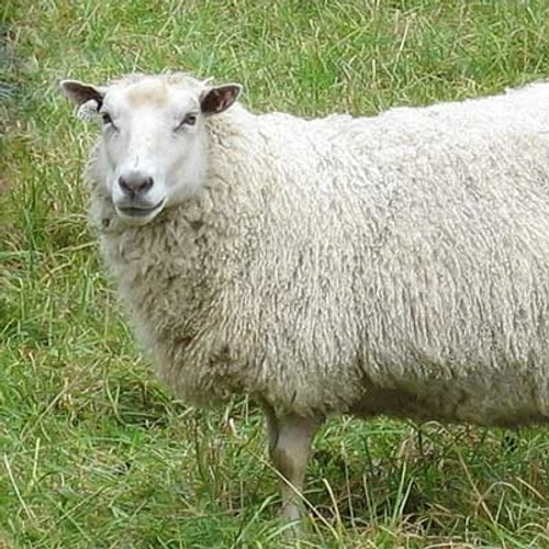 Finnish Top - Brown 2 Finnish Top - Brown - Image 2