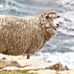 Falkland Top Bump 5 Falkland Top Bump -Clover Sales falklands sheep 80516.1696519400