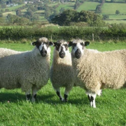 Masham Top -Clover Sales masham sheep 83636.1543861220