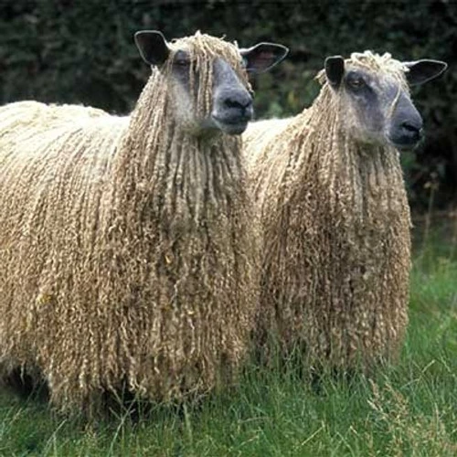 Scoured Wensleydale Fleece 2 Scoured Wensleydale Fleece - Image 2